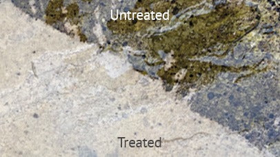 Nexus ProJoint Black Spot & Algae Remover